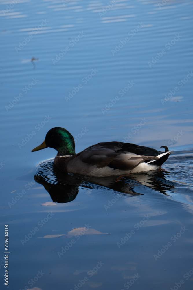 Fototapeta premium Duck in swimming in lake on an autumn day