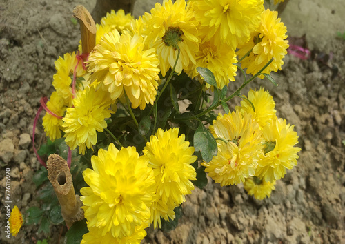 close up portrait the yellow chysanthemum flower photo