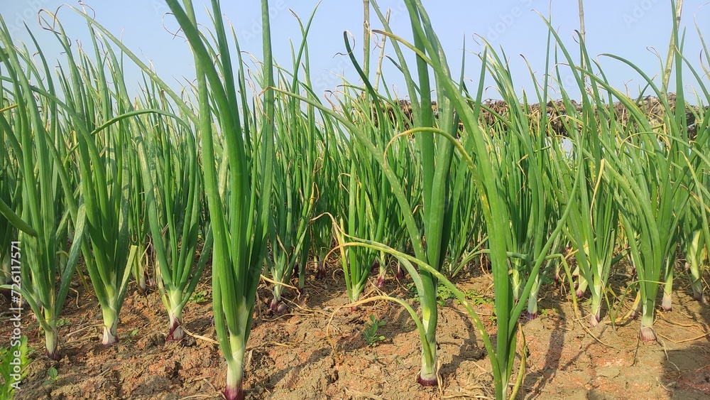 Beautiful onion plants on the farm. Green onions growing in the field. This year's best onion field images. Cultivation of Indian Onion. Beautiful onion plants on the farm. Green onions growing in the field. This year's best onion field images. Cultivation of Indian Onion.