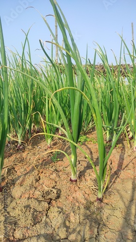 Google is leaving the name of garlic is seen a lot