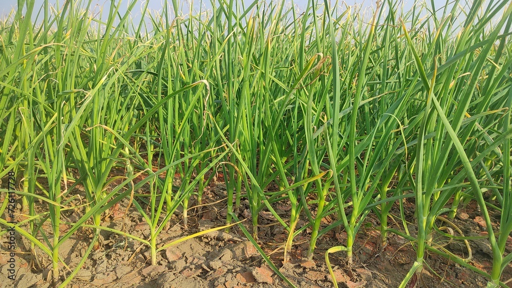 Obraz premium Cultivation of winter garlic in the field