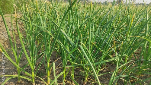 Hybrid garlic is cultivated in the field