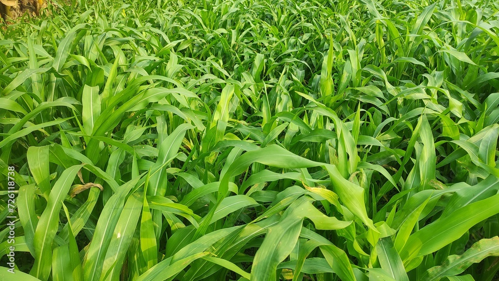 Obraz premium green grass in the wind 