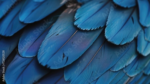blue hawk feathers with visible detail texture background photo