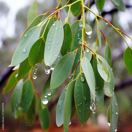 Eucalyptus radiata. 