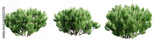 Mountain pine isolate transparent background.3d rendering PNG