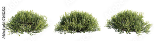 Salix purpurea nana isolate transparent background.3d rendering PNG