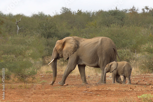 Afrikanischer Elefant   African elephant   Loxodonta africana