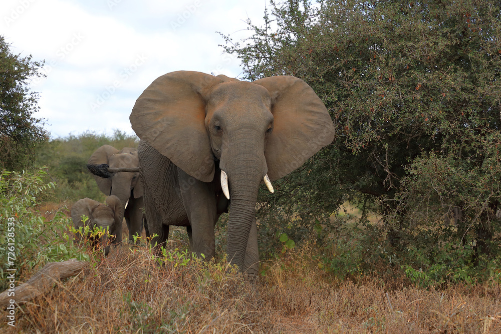 Fototapeta premium Afrikanischer Elefant / African elephant / Loxodonta africana
