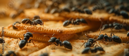 Group of ants surrounds leftover crackers.