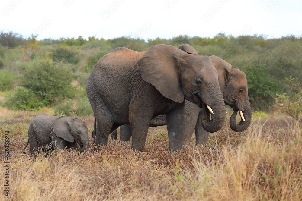 Afrikanischer Elefant / African elephant / Loxodonta africana