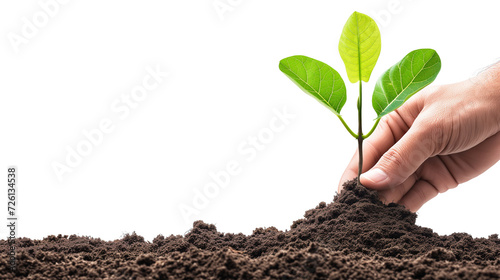 clipart_hand_planting a young tree in fertile soil photo
