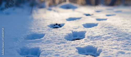 Paw prints of European hare on snowy ground in winter.