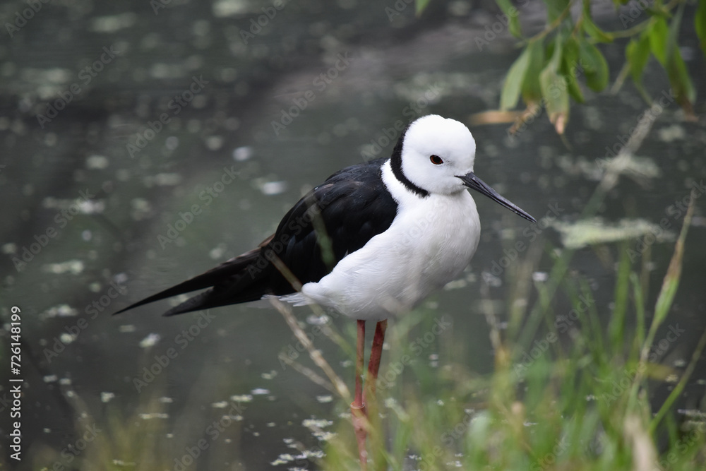 Obraz premium the black winged stilt is a black and white seabird with pink legs. It has a white head with a narrow black beak white chest and black wings