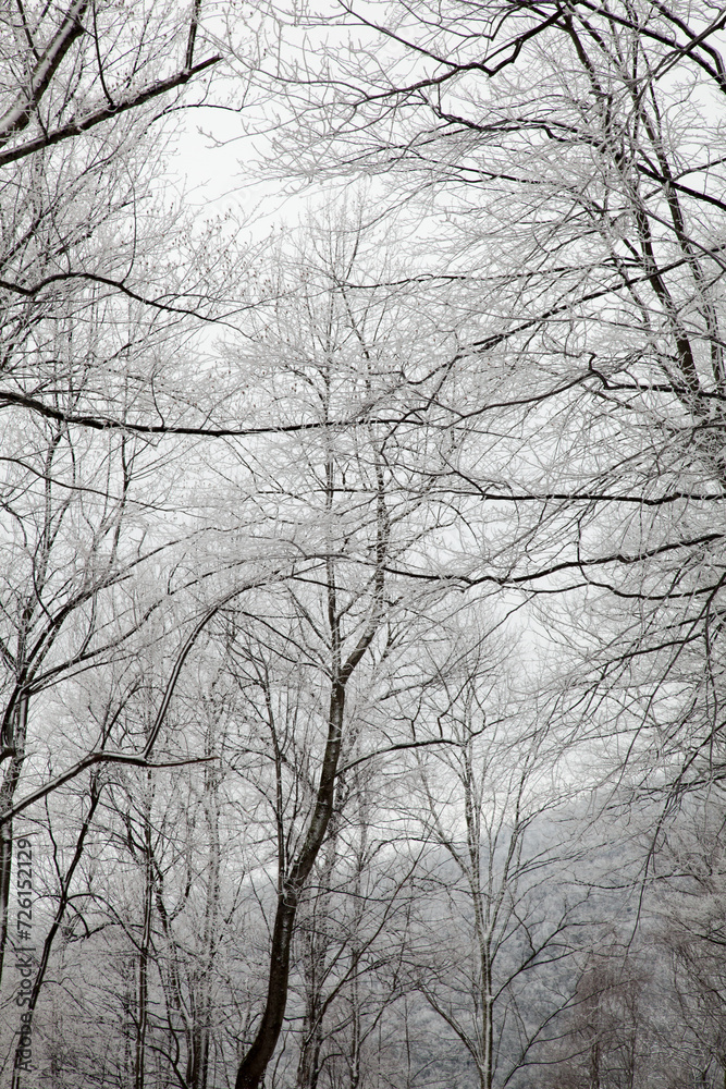 Winter Snow on Hwy 32 in Cosby, TN