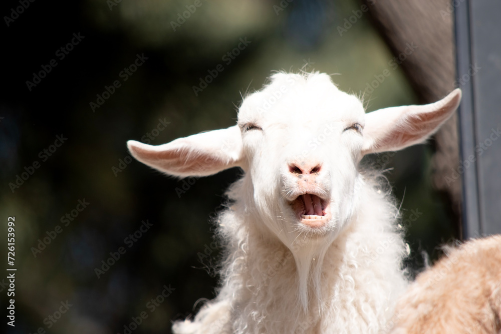 goats are herbivores, which means that they eat plants like grass and grain goats are herbivores, which means that they eat plants like grass and grain