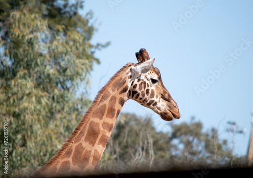 The giraffe is the tallest of all mammals. The legs and neck are extremely long. The giraffe has a short body, a tufted tail, a short mane, and short skin-covered horns.