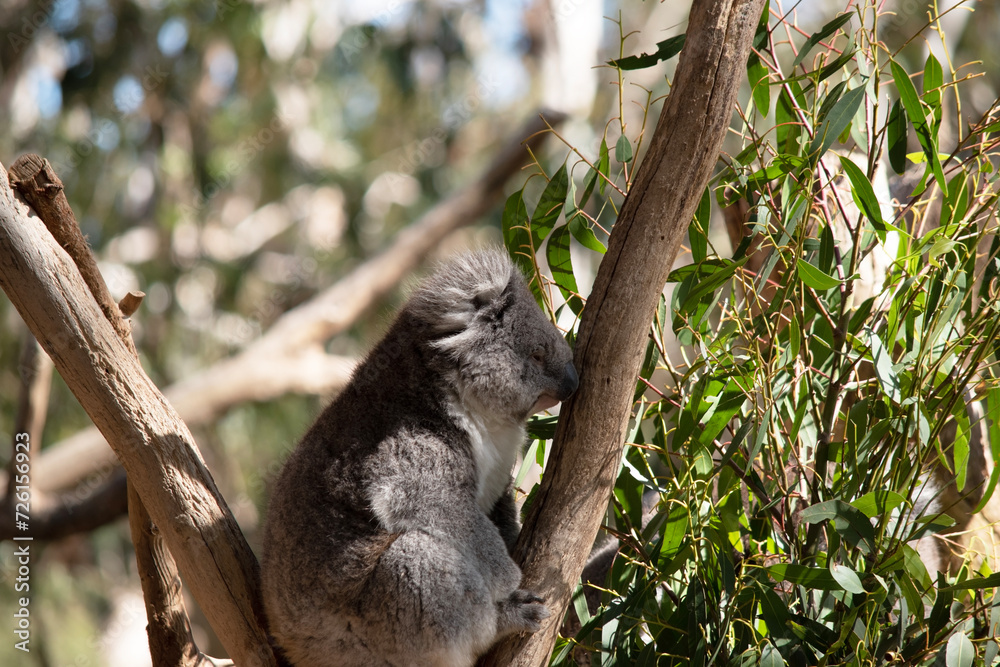 Obraz premium the Koala has a large round head, big furry ears and big black nose. Their fur is usually grey-brown in color with white fur on the chest, inner arms, ears and bottom
