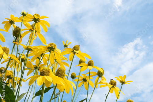 Prairie Cone flowers garden with blue sky. beautiful yellow flower.