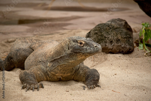 Komodo dragons are large lizards with long tails, strong and agile necks, and sturdy limbs.  Adults are an almost-uniform stone color with distinct, large scales.