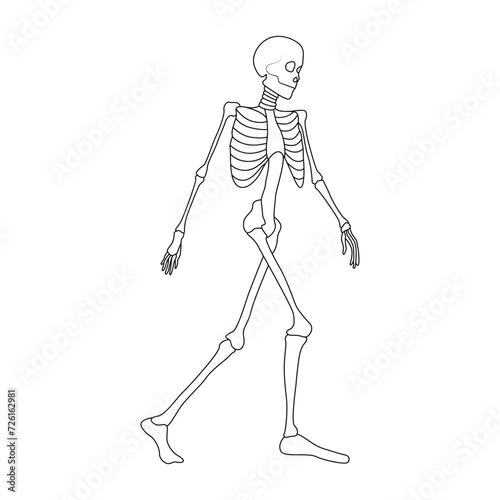 Continuous one line skeleton drawing outline vector art illustration