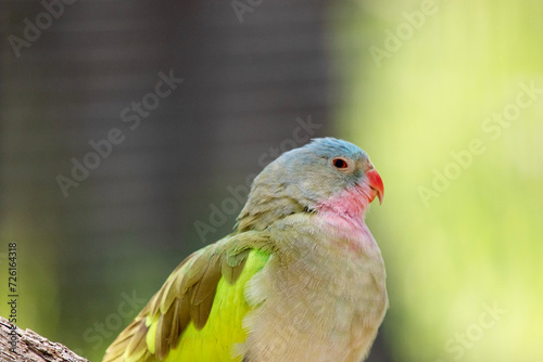 the princes parrot has a pink neck and a light blue head and green wings