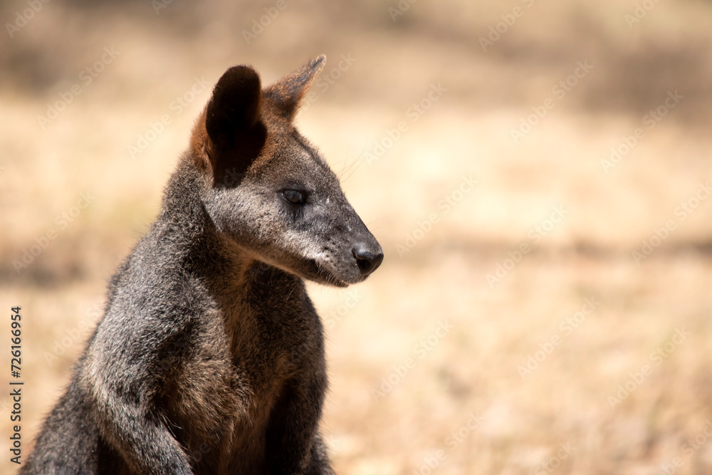 Naklejka premium The swamp wallaby has dark brown fur, often with lighter rusty patches on the belly, chest and base of the ears.