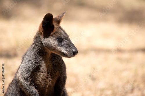 The swamp wallaby has dark brown fur, often with lighter rusty patches on the belly, chest and base of the ears. photo