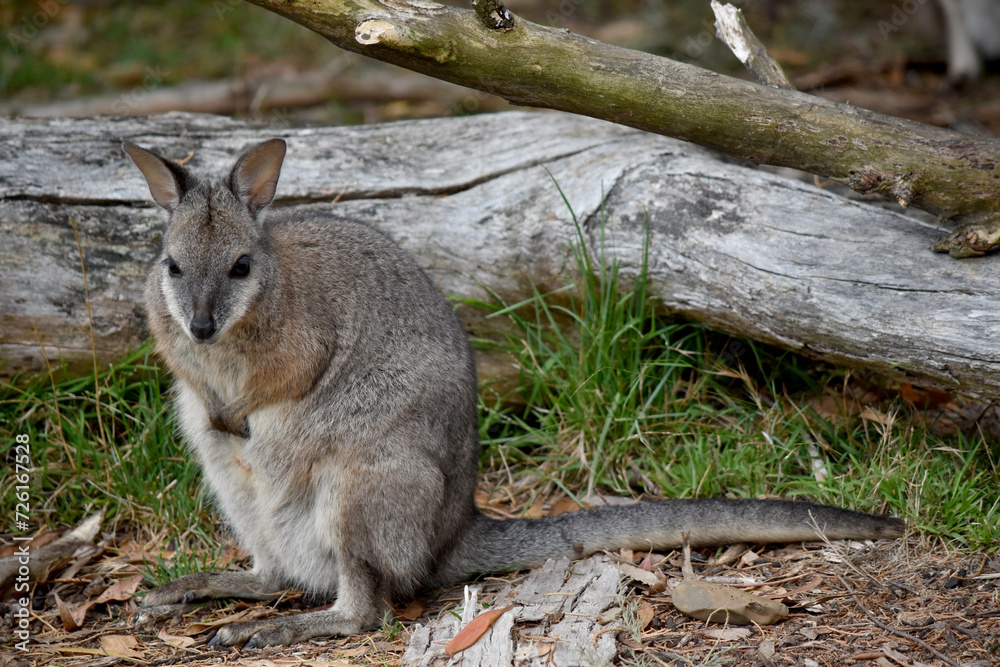 the tammar wallaby has dark greyish upperparts with a paler underside and rufous-coloured sides and limbs. The tammar wallaby has white stripes on its face. the tammar wallaby has dark greyish upperparts with a paler underside and rufous-coloured sides and limbs. The tammar wallaby has white stripes on its face.
