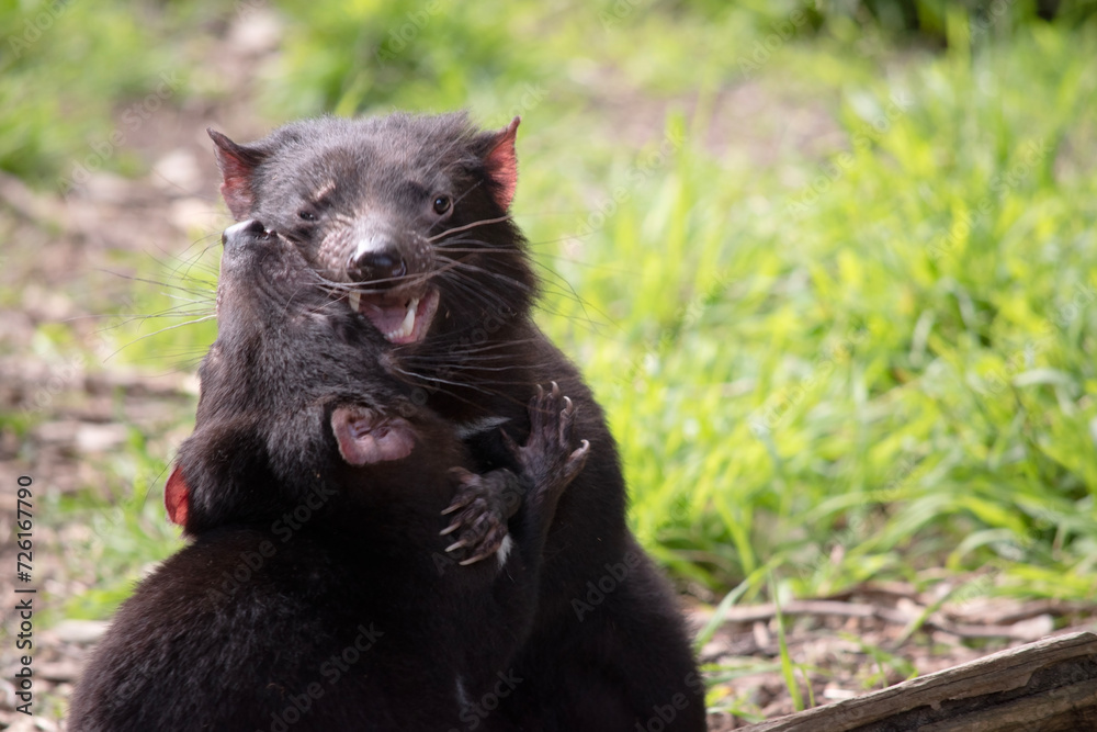 Tasmanian Devils are the size of a small dog. Devils have black fur with a large white stripe across their breast and the odd line on their back. Tasmanian Devils are the size of a small dog. Devils have black fur with a large white stripe across their breast and the odd line on their back.