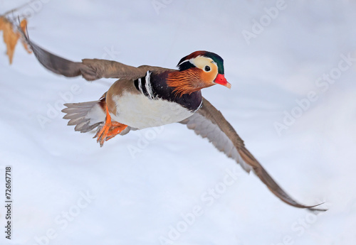 Mandarin duck flying in winter, Quebec, Canada