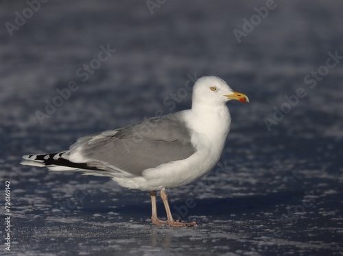 Herring gull