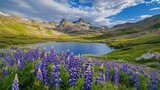A blooming alpine meadow filled with lupines and a stunning mountain backdrop