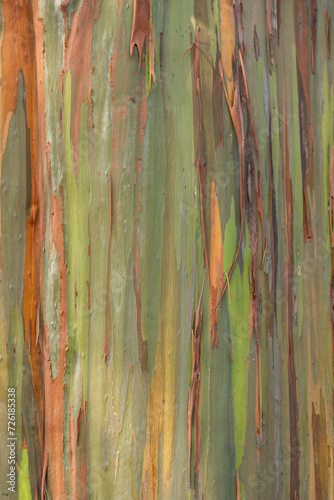 A colorful gum tree bark abstract pattern on the trunk of a rainbow gum tree in the botanic gardens in Durban, South Africa. photo