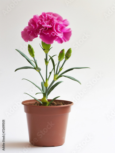 Carnation pot, studio photoshoot 
