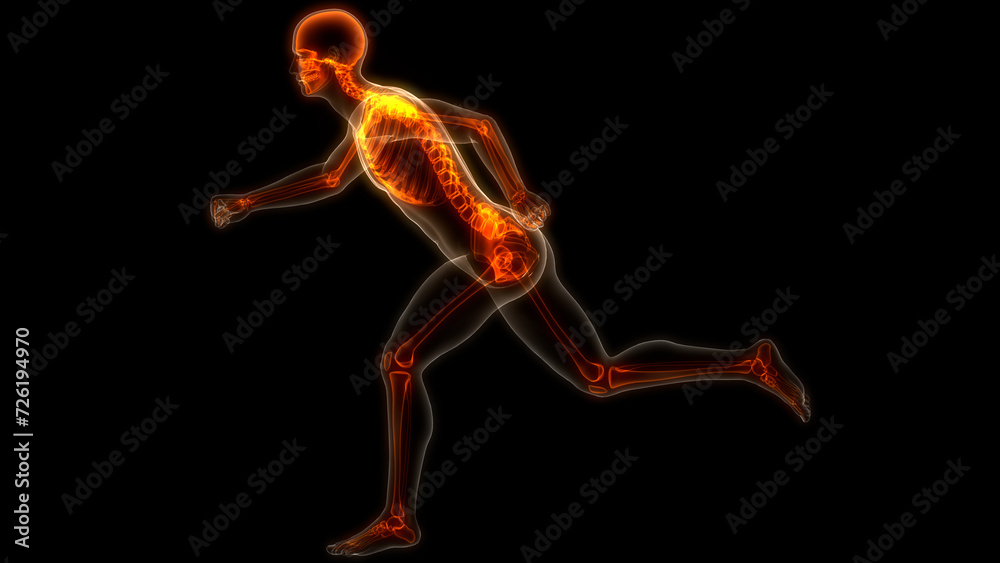 Human Skeleton System Bone Joints Anatomy