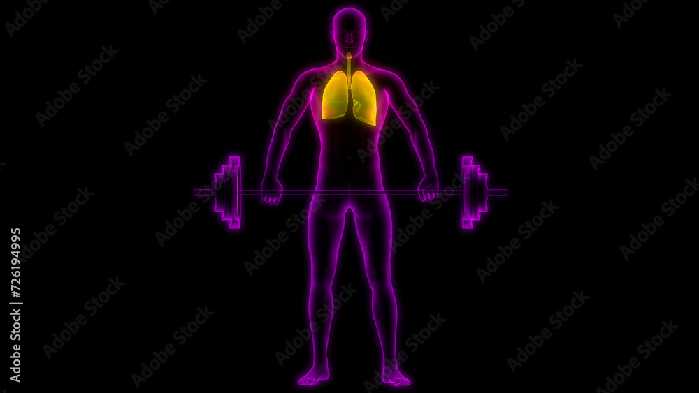 Human Respiratory System Lungs Anatomy Human Respiratory System Lungs Anatomy