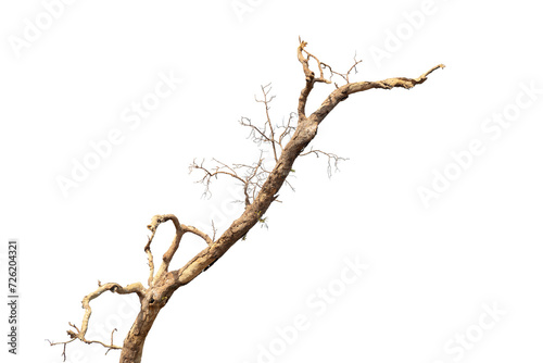 Dead tree isolated on white background, Dead branches of a tree, Dry tree branch, Part of single old and dead tree on white background.