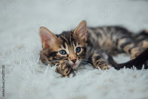 Cute bengal one month old kitten on the white fury blanket close-up. © Smile