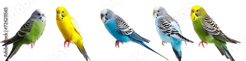 Animals pets budgies birds banner panorama long - Collection of cute sitting and flying budgie (melopsittacus undulatus) bird, isolated on white background, Generative AI  photo