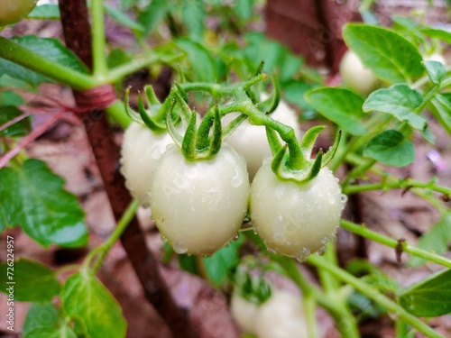 tomato in the garden