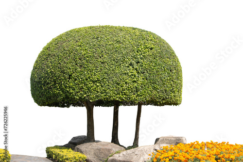 tree in a garden isolated