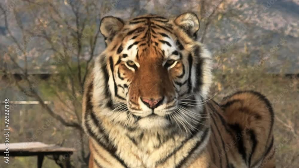 Close up tiger face mountains background Close up tiger face mountains background
