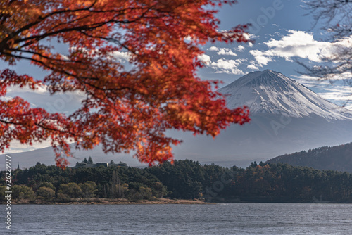 Beautiful Mt. Fuji and Kokia scenery in Oishi Park