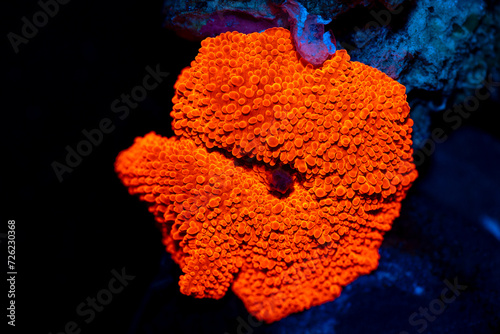 Fototapeta Naklejka Na Ścianę i Meble -  close up of red mushroom coral colony in aquarium tank.