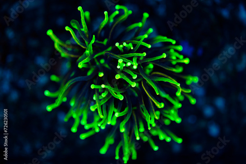 Fototapeta Naklejka Na Ścianę i Meble -  cloes up of torch lps coral in aquarium tank.