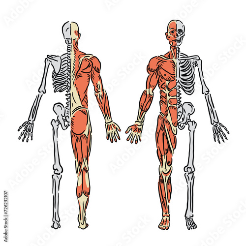 vector Simple illustration of human muscles and skeletal structure