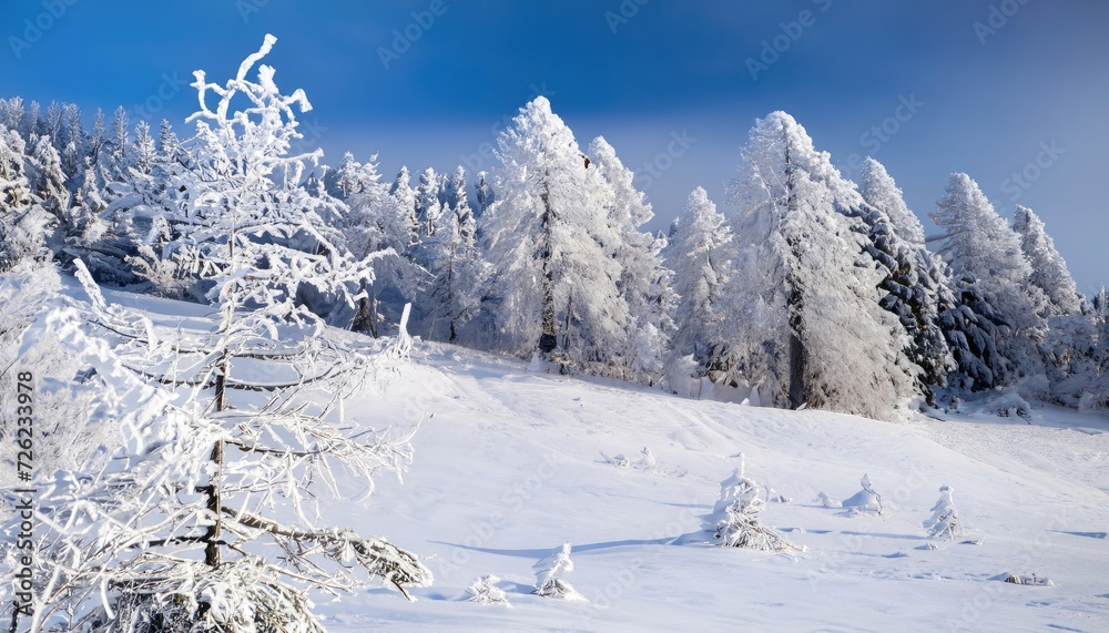 Trees covered with hoarfrost and snow in the mountains