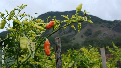 cayenne peppers garden with white background and Abang mountain background photo