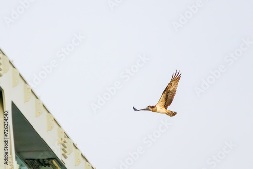 飛翔する美しいミサゴ（タカ目）。

日本国埼玉県三郷市、江戸川河川敷にて。
2024年1月28日撮影。

A beautiful osprey (Pandion haliaetus, family comprising hawk) in flight.

At Edogawa riverbed, Misato, Saitama, Japan,
photo by january 28, 2024.
